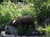 Alaska_Russian river_Seward_Exit Glacier (12)