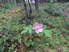 Alaska_Denali NP (113)