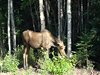 Nenana_Fairbanks_Chena Hot Springs_North Pole (140)