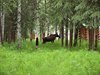 Nenana_Fairbanks_Chena Hot Springs_North Pole (113)