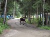 Nenana_Fairbanks_Chena Hot Springs_North Pole (114)