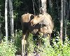 Nenana_Fairbanks_Chena Hot Springs_North Pole (139)