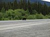 10_Alaska_Chilkoot trail (213)