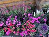13_Alaska_Cooper Land_Wrangler (87)
