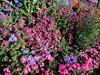 13_Alaska_Cooper Land_Wrangler (84)